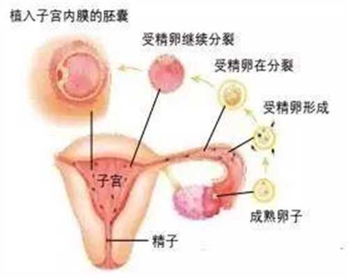 中医助孕专题：听说头胎生女二胎生子概率高 网